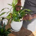 How to create an indoor garden