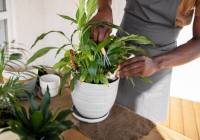 How to create an indoor garden